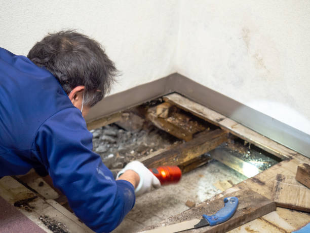 Best Toxic Mold Removal  in Pacific, MO
