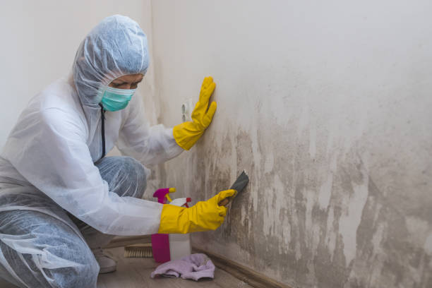 Best Black Mold Removal  in Pacific, MO