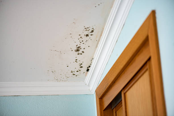 Best Attic Mold Removal  in Pacific, MO