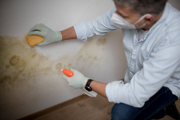 Best Local Mold Removal Service  in Pacific, MO