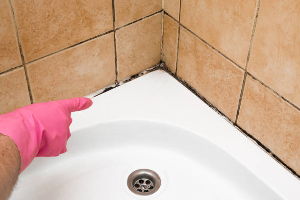 Mold Testing and Removal in Pacific, MO